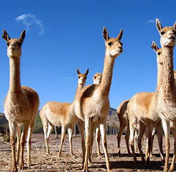 Groepsrondreis Peru