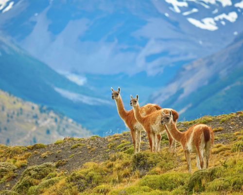 main_Patagoni__guanaco_2