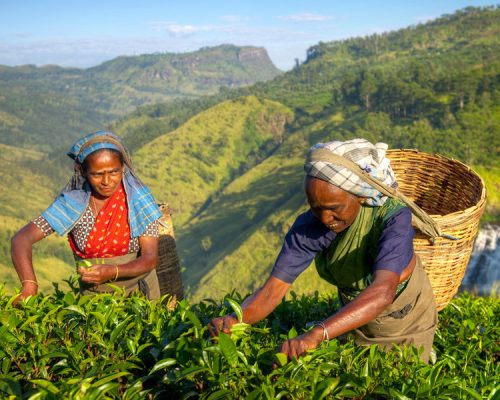 Groepsrondreis Sri Lanka
