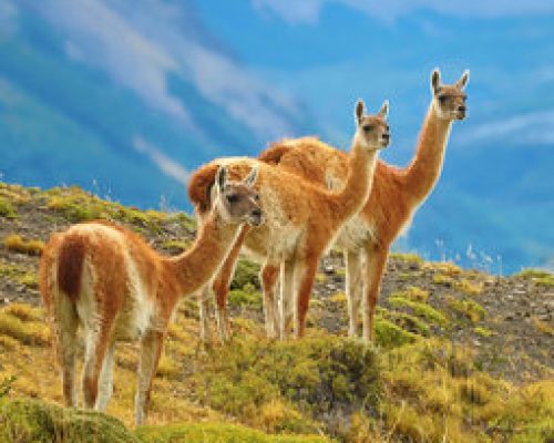 Groepsrondreis Patagonië